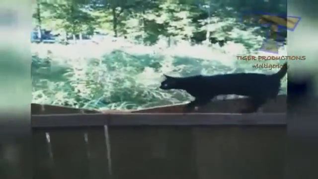 Смешные. видео смотреть онлайн