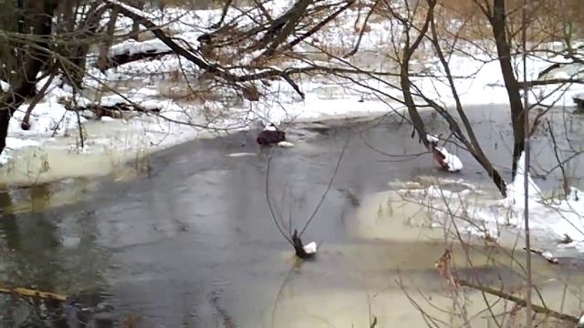 Бобр смотреть онлайн