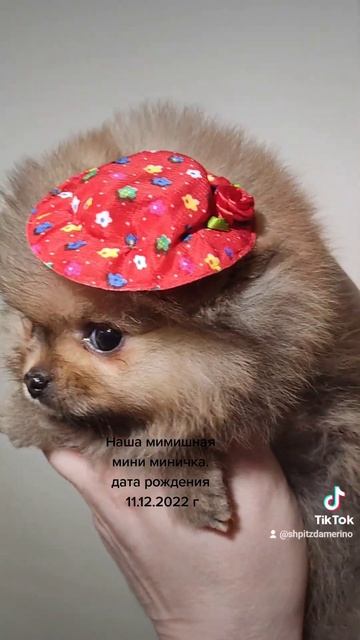 мини шпиц 📲 +79874100700 смотреть онлайн