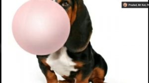 мышка сосиска, собачка жвачка, кошка картошка, ку-ку я немножко