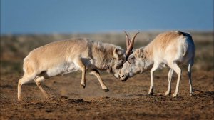 Удивительная Антилопа с респиратором, которая выжила со времен Мамонтов и Саблезубых Тигров - САЙГАК