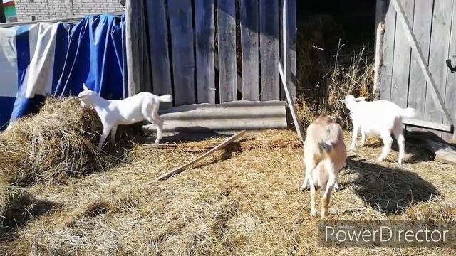 Козликам 71 день. Купила сена. смотреть онлайн