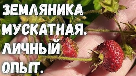 Земляника мускатная. Незаслуженно забытая. смотреть онлайн