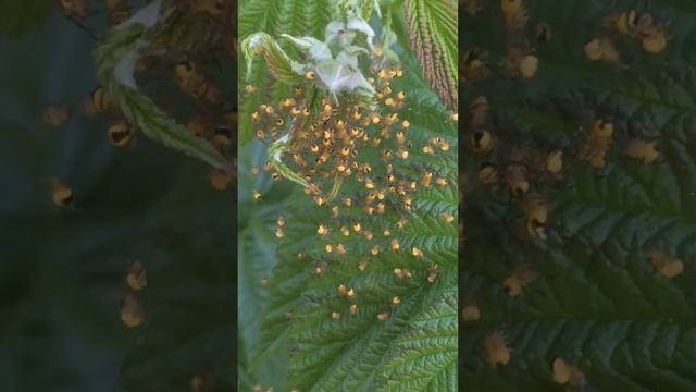 Гнездо 🕷 паука!!! смотреть онлайн