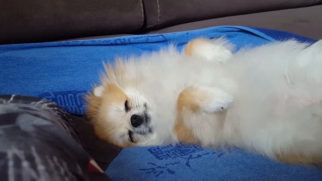 Сладкий сон шпица😴😍🐕