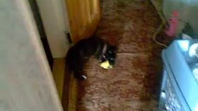 Собака и мячик смотреть онлайн