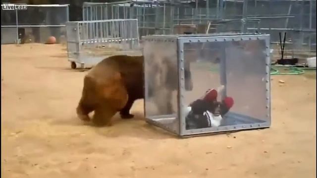 МЕДВЕДЬ VS. ДЕВУШКА В КОРОБКЕ смотреть онлайн