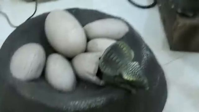 в стране динозавров смотреть онлайн