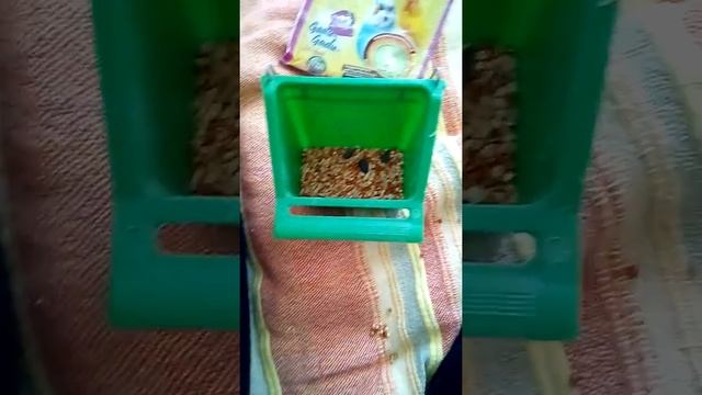 Папуги будуть говорити?!😵Даю смаколики папугайчики😃😃😘 смотреть онлайн