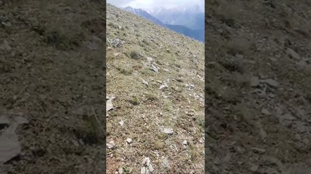 Жайлоодо Кой Кайтарып