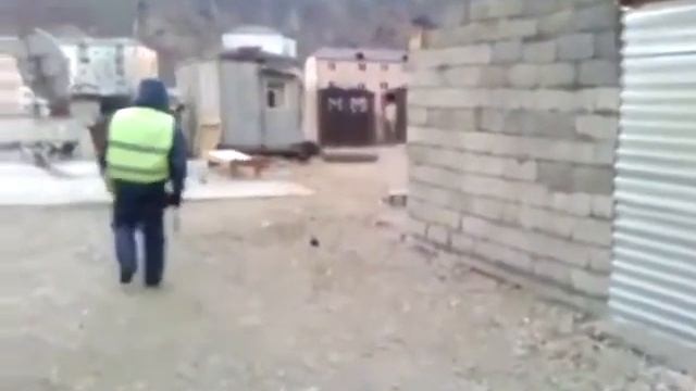 осел и гаи смотреть онлайн