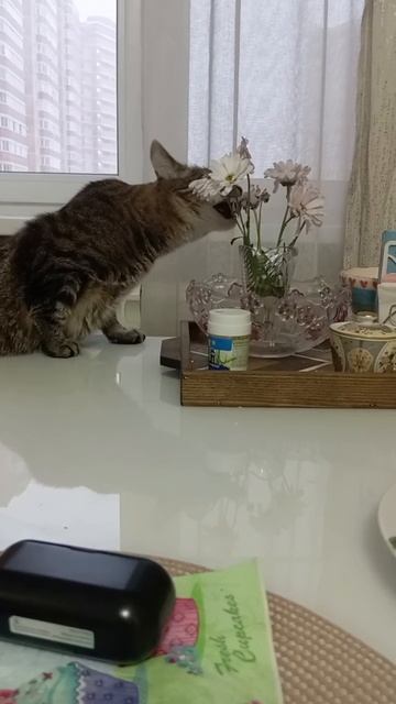 завтрак аристократа смотреть онлайн