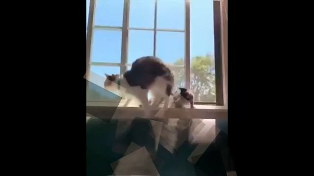 Смешные видео про котов и кошек! Смешные видео! Приколы про котов! смотреть онлайн