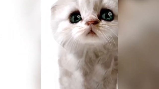 Я киска, (прикол) смотреть онлайн