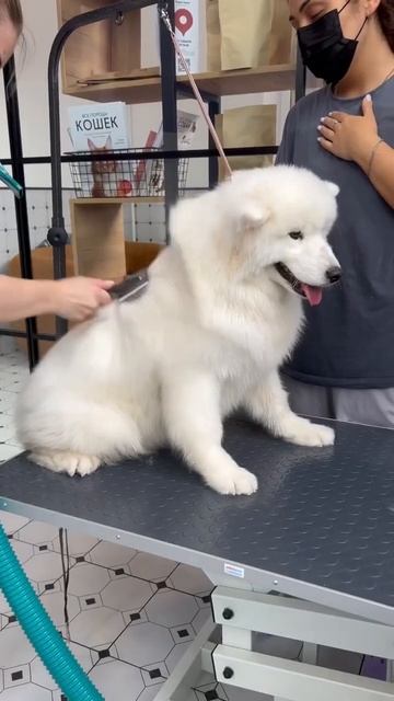 💖 Груминг Самоеда #животные #грумер #собака #grooming #dog #groomer #groom #грумингсобак #cat