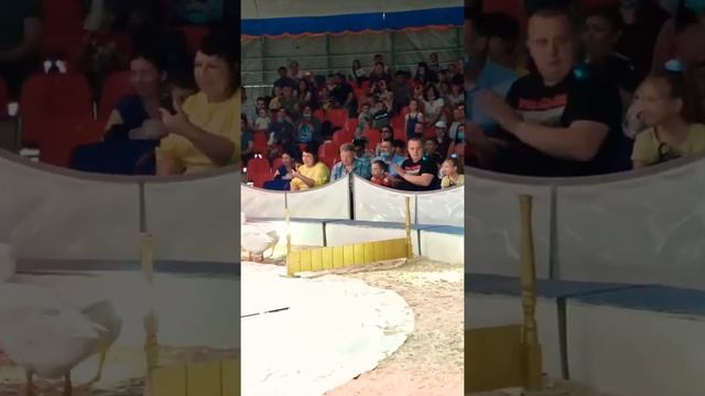Цирк братьев Гертнер г. Ульяновск смотреть онлайн