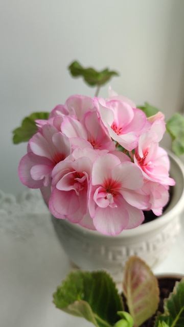 Пеларгония компактная смотреть онлайн