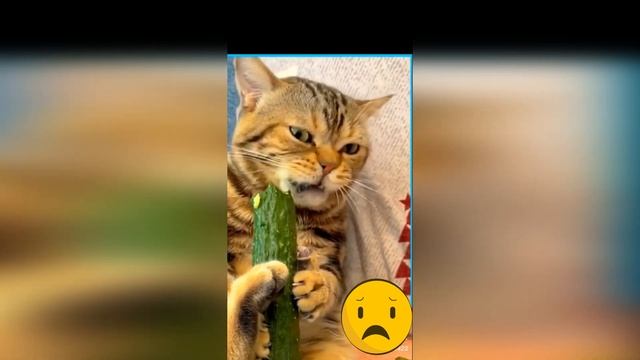 Смешные коты кушают.Funny cats eat.#cats #catsvideo #funnymoments #коты #смешныекоты #funnycats смотреть онлайн