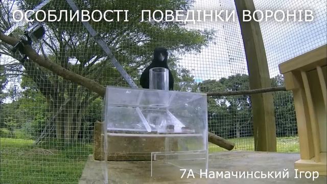 ХАРАКТЕРНІ ОСОБЛИВОСТІ ВОРОНА смотреть онлайн