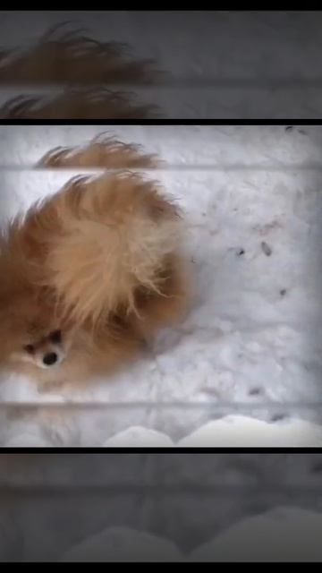 Шпиц Хонс Шалун смотреть онлайн