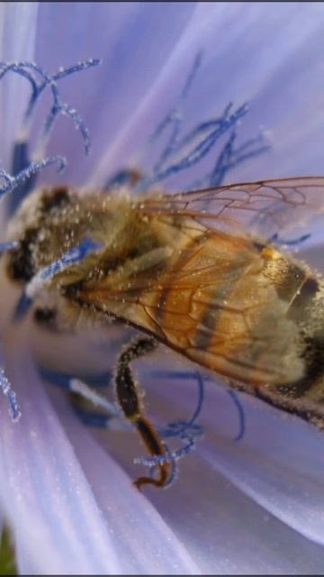 Наши труженицы! #shorts смотреть онлайн