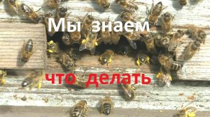 Весна, холод, но как работают пчелы
