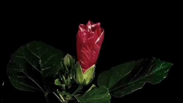 Расцветают цветы фон смотреть онлайн