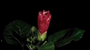 Расцветают цветы фон