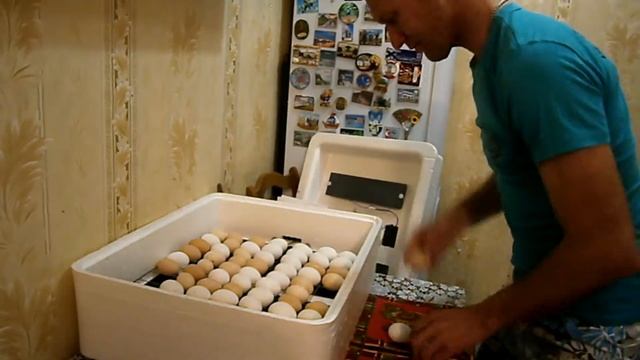 Температура в инкубаторе: почему 90% новичков губят яйца в первые 3 дня? смотреть онлайн