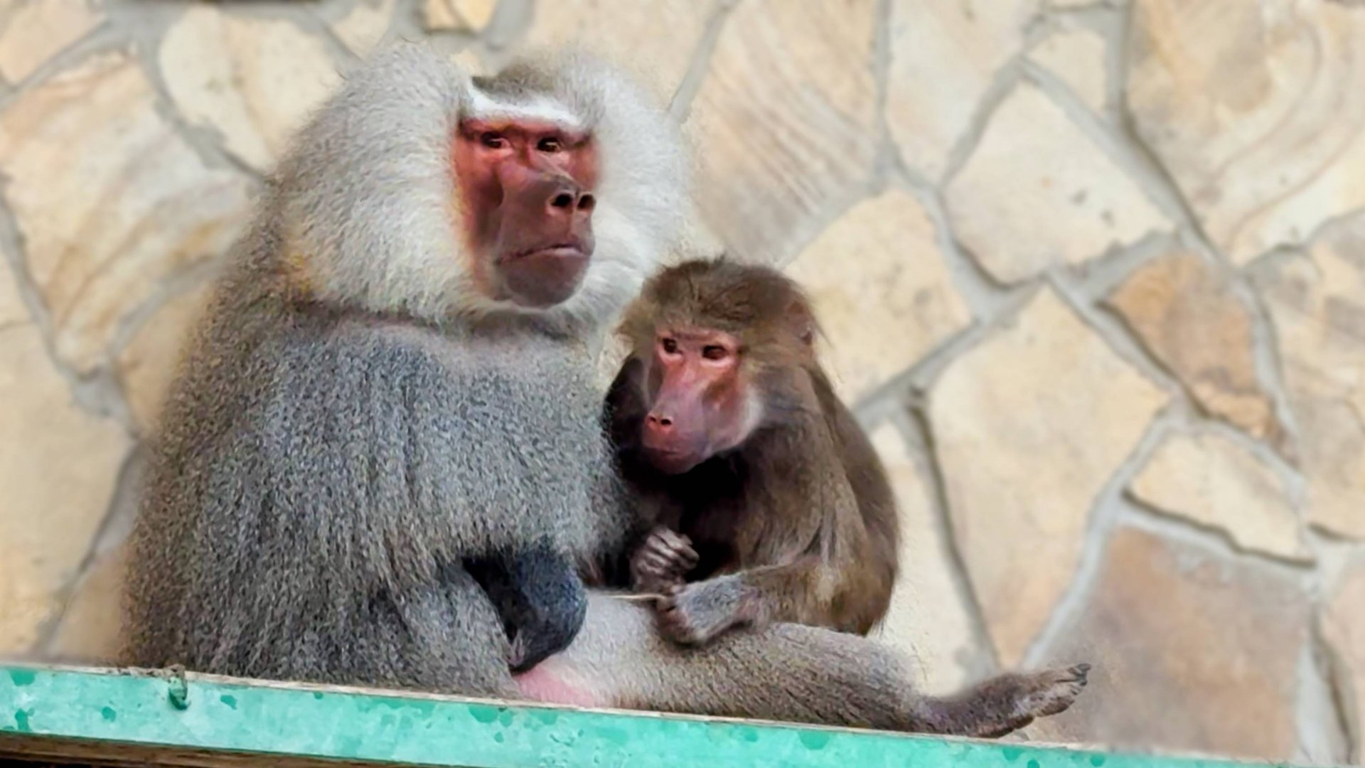 ТАКИХ ОБНИМАШЕК Лиды и Елисея вы еще не видели! Кеша кричит нам ПОКА, а Риткин самец вышел в свет! смотреть онлайн