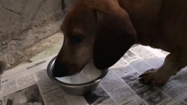 Такса пьет молоко слоумо смотреть онлайн
