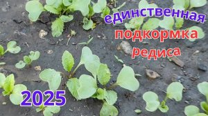 Одна подкормка и редис будет крупным, сочным и без вредителей.