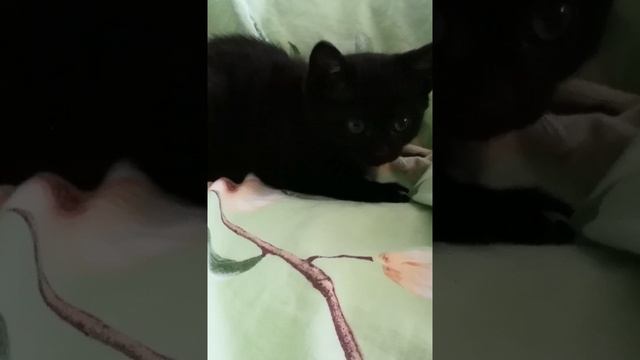 Песня Чёрные котята смотреть онлайн