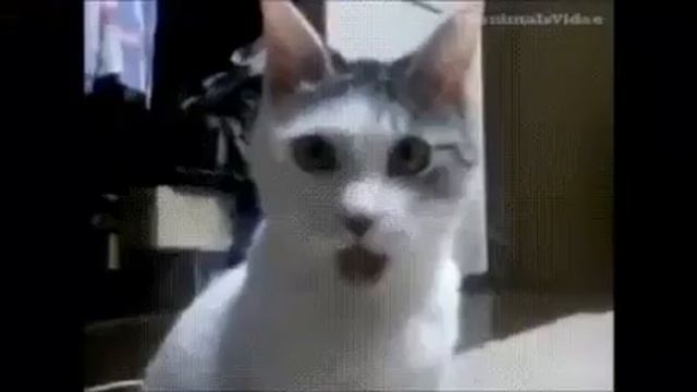 Короткие видео приколы смотреть онлайн