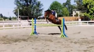 Клип конный спорт (огонь)