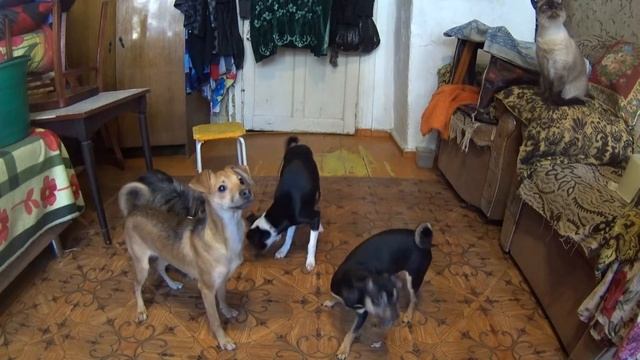 ЩЕНКИ ТАНЦУЮТ смотреть онлайн