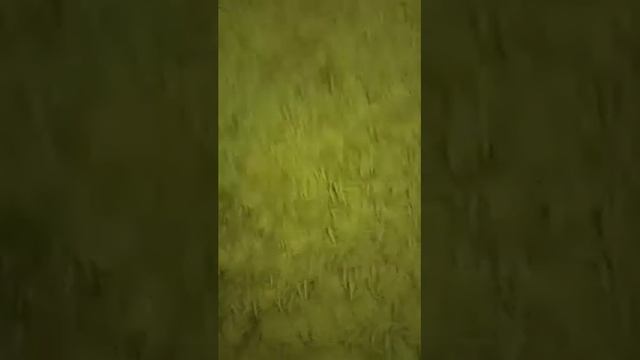 Мои рисунки (и сестры) смотреть онлайн