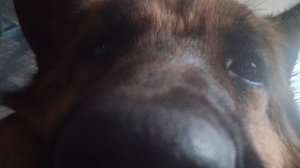 Бухоскины Сборник Все Серии Подряд (Автор @Макуин_ФМ)