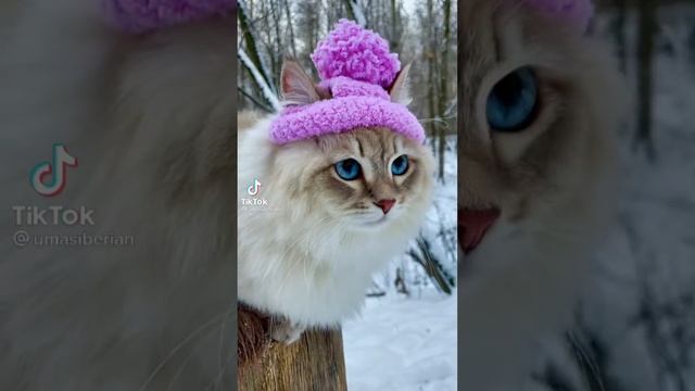 Голубоглазая Красотка | Тик Ток Приколы | Юмор Для Поднятия Настроения смотреть онлайн
