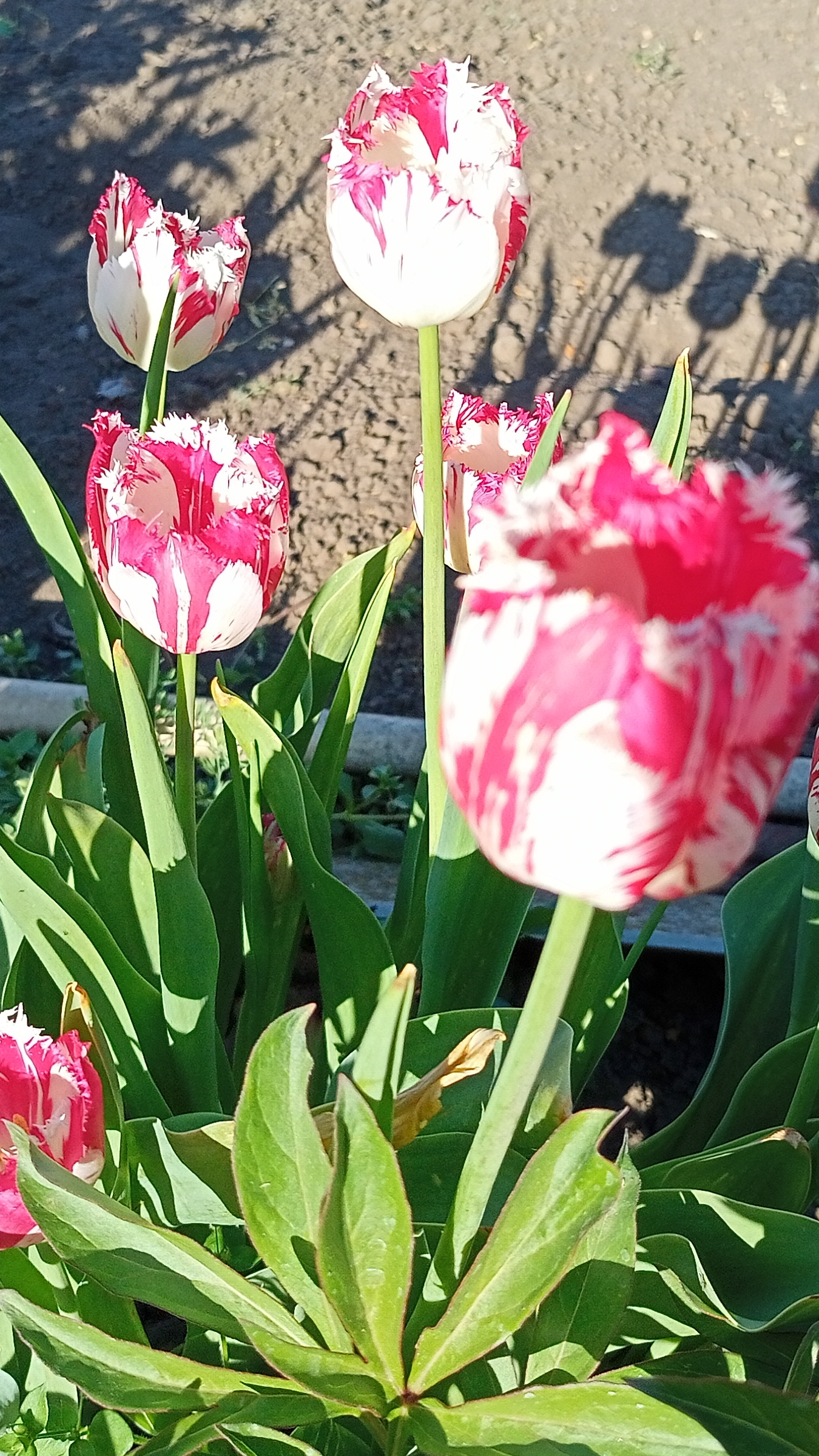 Первомайская красота на моем участке, город Таганрог. смотреть онлайн