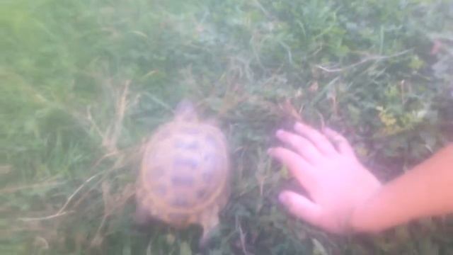 Черепашки ниндзя в реальной жизни!!! смотреть онлайн