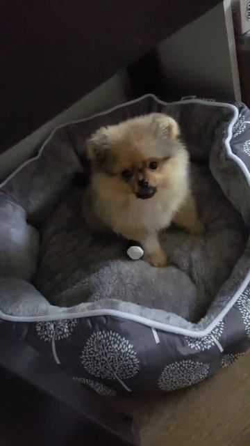 померанский шпиц смотреть онлайн