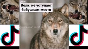 Цитаты Волка. ГЕНИАЛЬНЫЕ Фразы. Волк из Тик Тока