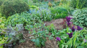 Мой южный сад 30.04.2025 г. Купила новый шалфей Карадонна и гортензию Пинк Аннабель.