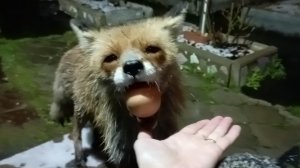 (1006) Лиса приходит в гости. Май 2025