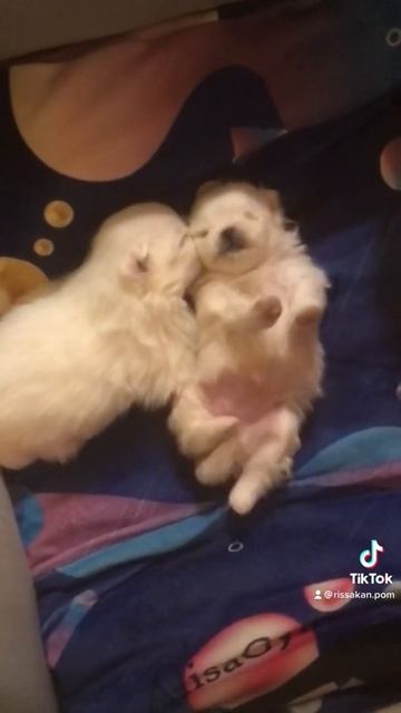 Малышам шпица 3 недели смотреть онлайн