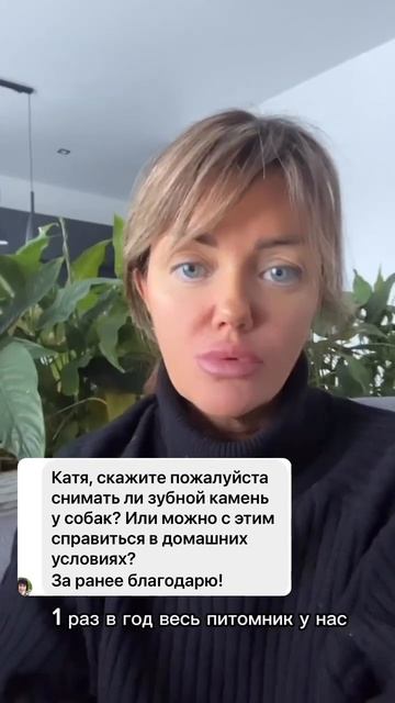 Зубной камень у собаки: снимать самостоятельно или обратиться ко врачу? смотреть онлайн