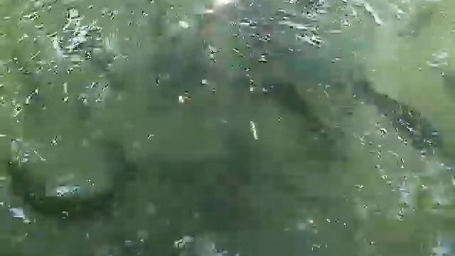 Репортажи с моря 2012. Часть 6. Форелевое хозяйство (3) . смотреть онлайн