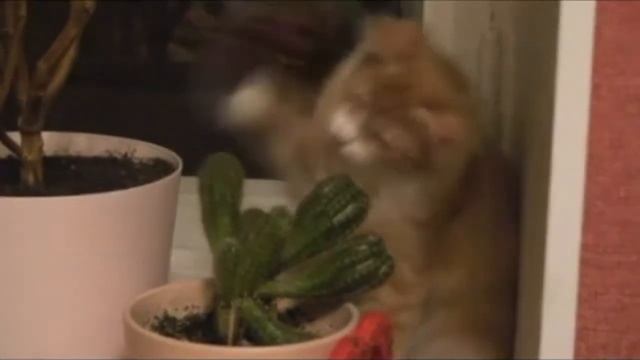 Коты жрут кактусы! смотреть онлайн
