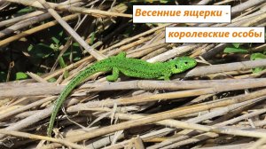 Изумрудные ящерки - королевские особы. И их владения. Весна 2025
